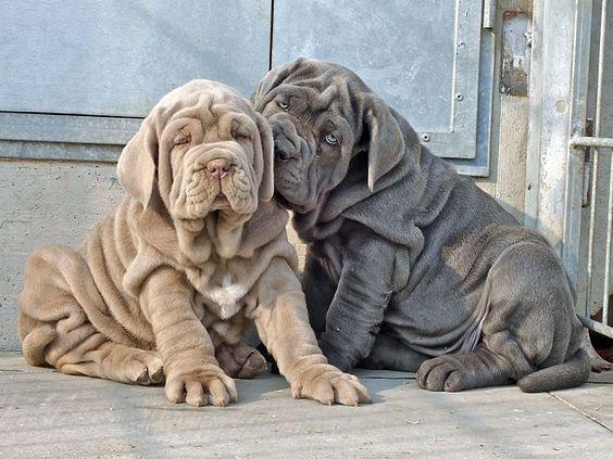 ماستیف ناپلی (Neapolitan Mastiff)
